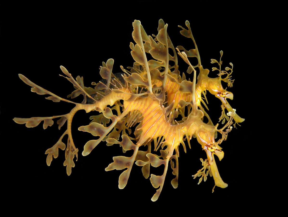  Leafy Seadragon 